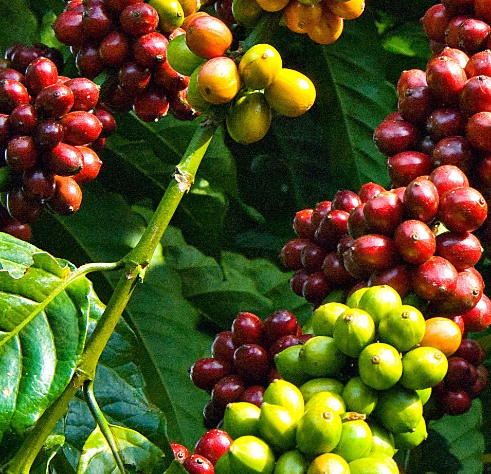 Cà phê Robusta trên thị trường Việt Nam