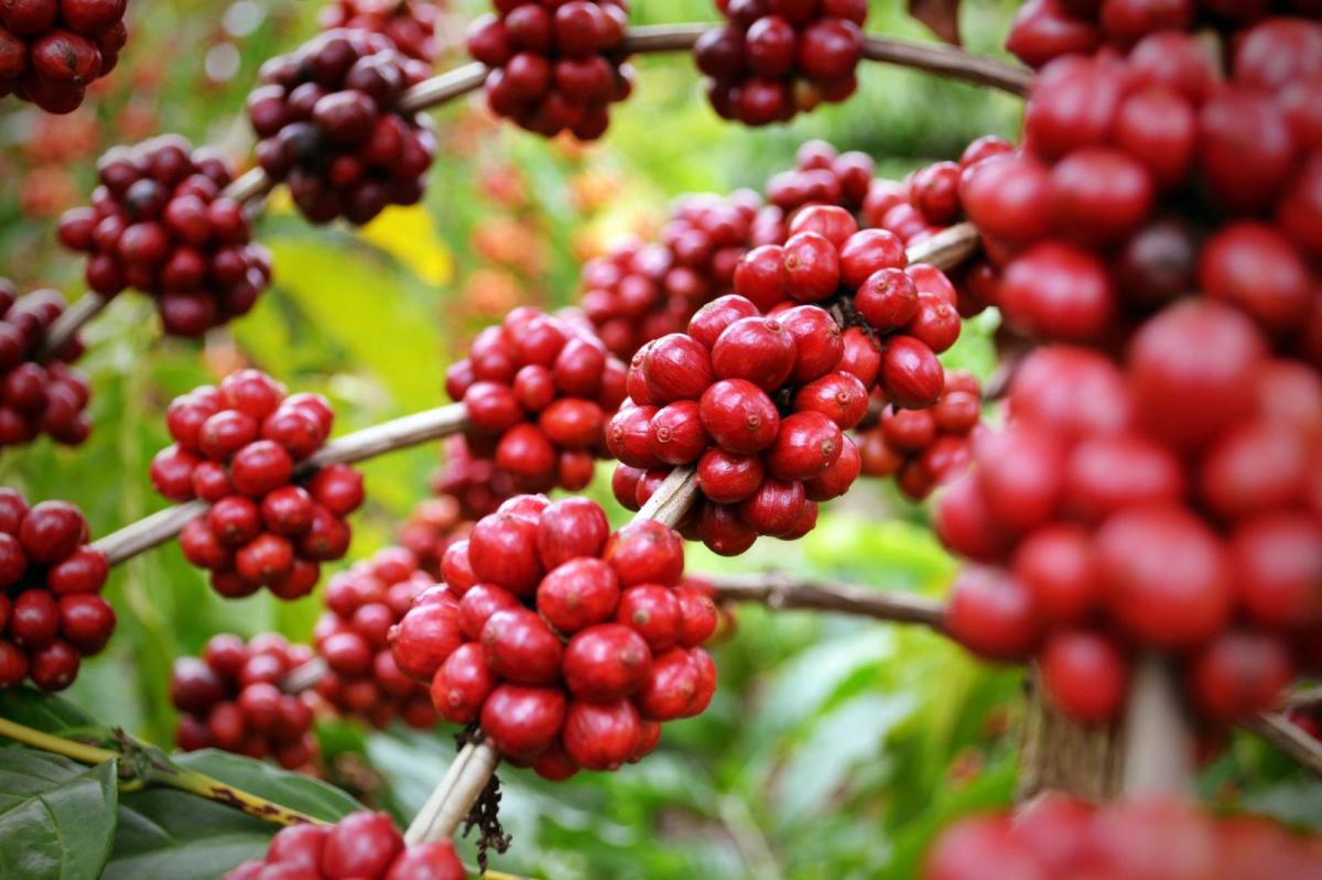 Đặc tính hương vị của cà phê Robusta