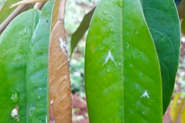 Kiem-soat-sau-benh-tren-cay-sau-rieng---Ray-phan-trang