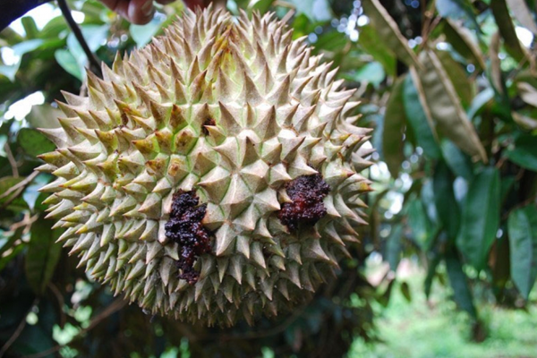 Kiem-soat-sau-benh-tren-cay-sau-rieng---Rep-sap