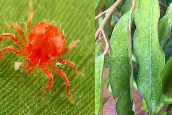 Kiem-soat-sau-benh-tren-cay-sau-rieng---Nhen-do