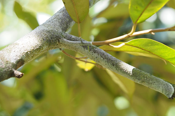 Kiem-soat-sau-benh-tren-cay-sau-rieng---Benh-nam-hong