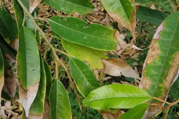 Bieu-hien-cua-chay-la-sau-rieng