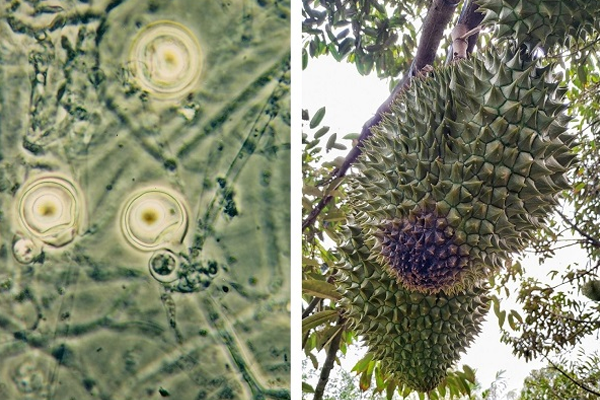 Nam-gay-thoi-trai-sau-rieng-Nam-Phytophthora-palmivora