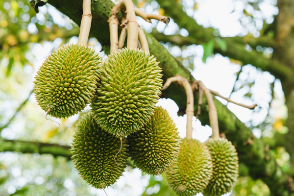 Ky-thuat-duong-la-duong-trai-va-phong-tru-nam-khuan-giai-doan-nuoi-trai-sau-rieng