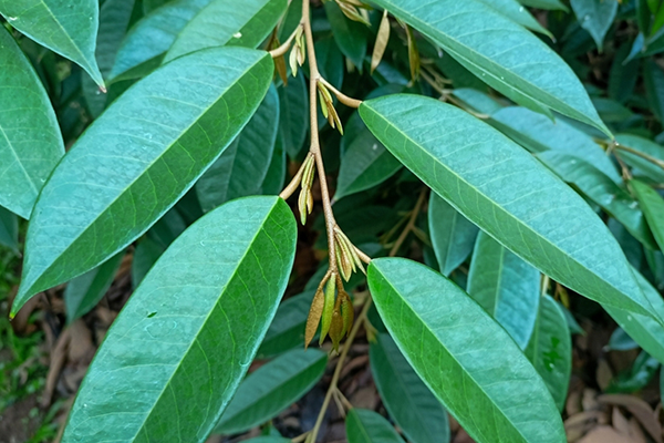 Lam-coi-dot-1-Phuc-hoi-sau-rieng-sau-khi-thu-hoach