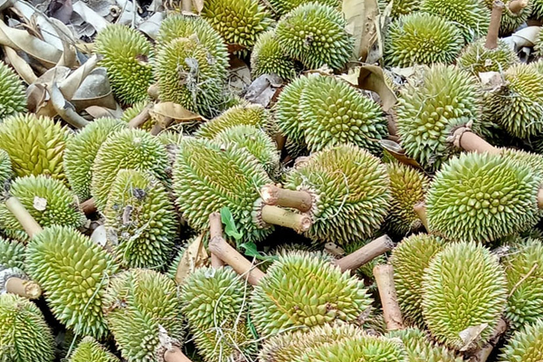 Nguyen-nhan-sau-rieng-rung-trai-non