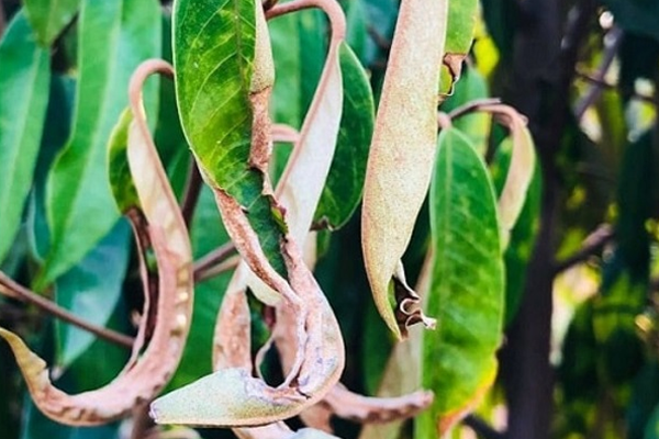 La-sau-rieng-bi-xoan-do-bi-nhiem-virus-kham-la