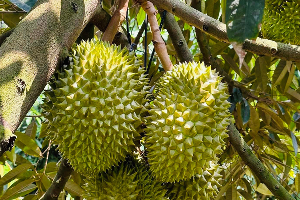Gia-sau-rieng-cuoi-thang-8-nam-2023-Daklak