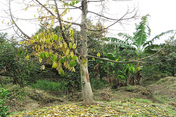 Benh-thuong-gap-o-cay-sau-rieng-benh-thoi-re