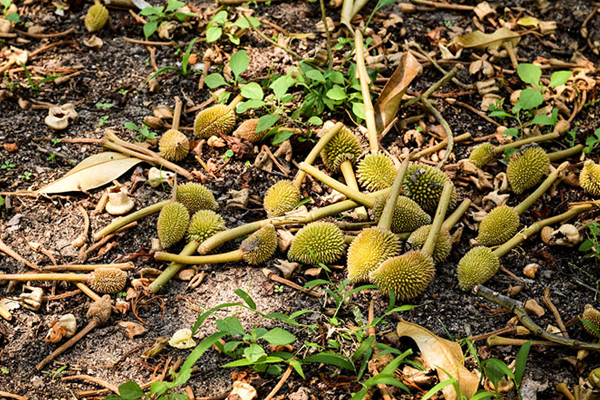 Nguyen-nhan-sau-rieng-rung-trai-non