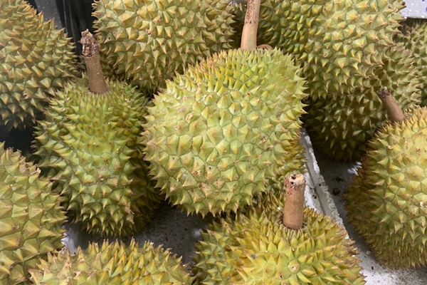 Gia-sau-rieng-Viet-Nam-moi-nhat
