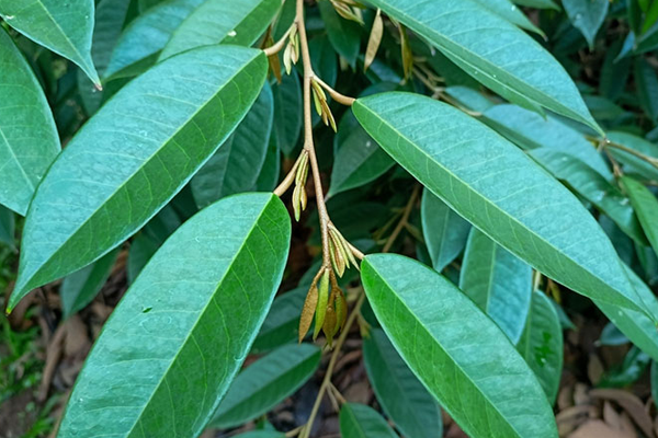 CƠI ĐỌT SẦU RIÊNG LÀ GÌ? CHU TRÌNH PHÁT TRIỂN CỦA CƠI ĐỌT SẦU RIÊNG nongduocbichtram