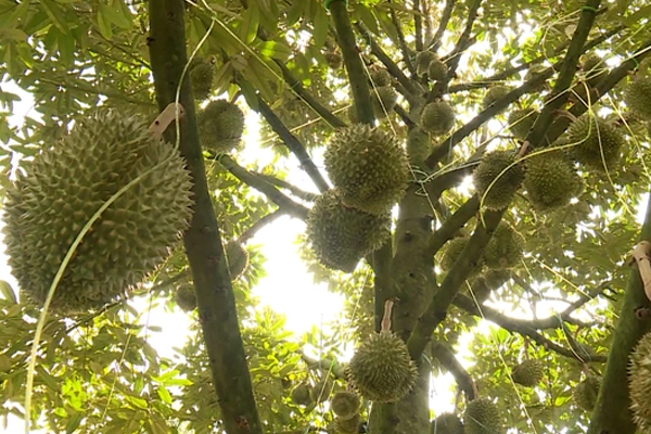 Gia-sau-rieng-cuoi-thang-8-nam-2023-Daklak