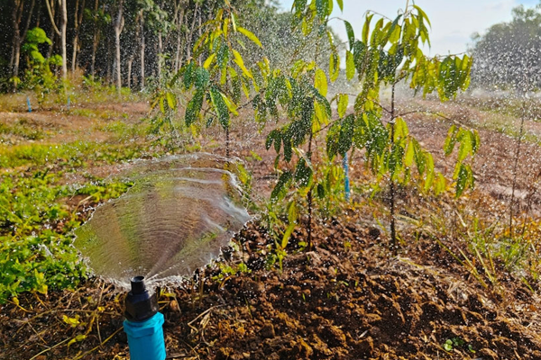 Dac-tinh-thuc-vat-hoc-cua-cay-sau-rieng-Nuoc