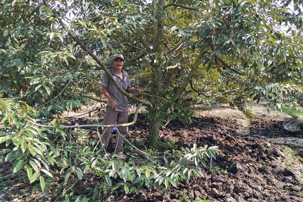 Trong-sau-rieng-tren-dat-phen-ky-thuat-lam-dat