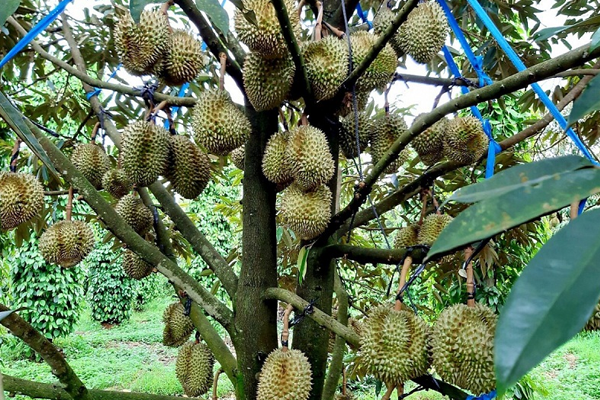 Sau-rieng-Ri6-la-gi-Dac-diem-nguon-goc-cach-cham-soc-sau-rieng-Ri6
