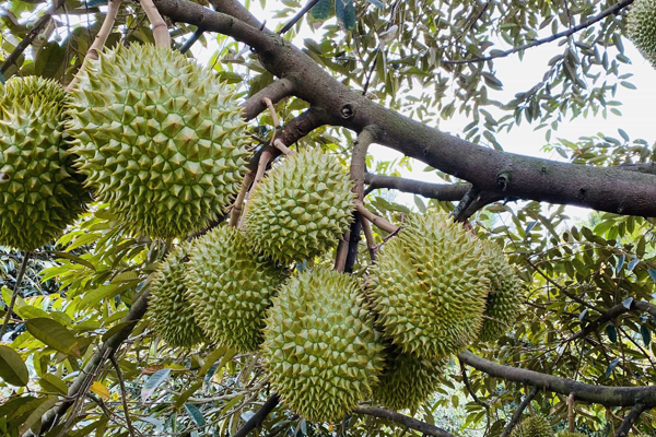 Gia-sau-rieng-Daklak-thang-9-nam-2023-moi-nhat