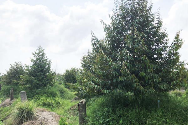 Mot-so-dieu-kien-de-co-the-trong-sau-rieng-tren-dat-phen