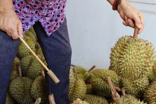 Cach-chon-sau-rieng-ngon-dua-vao-am-thanh-khi-go-vao-qua