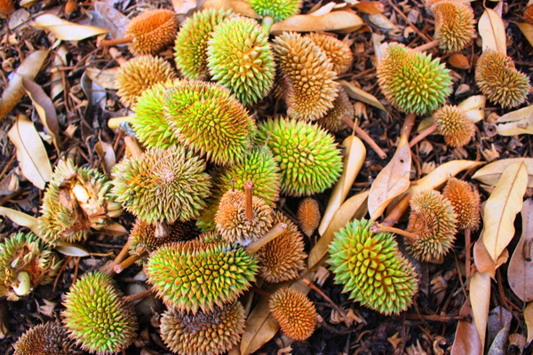 Giai-phap-khac-phuc-sau-rieng-rung-trai-non