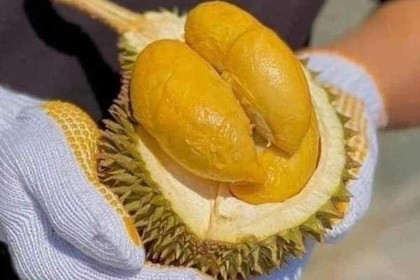 Gia-sau-rieng-Viet-Nam-moi-nhat
