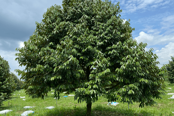 Tac-dung-cua-viec-de-co-trong-vuon-sau-rieng