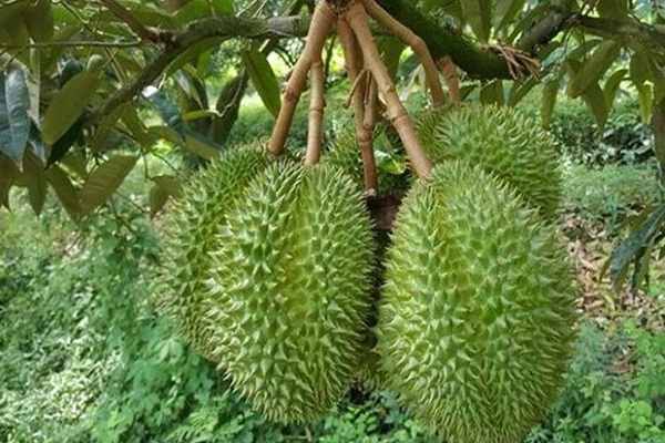 Nguon-goc-dac-diem-sau-rieng-Ri6
