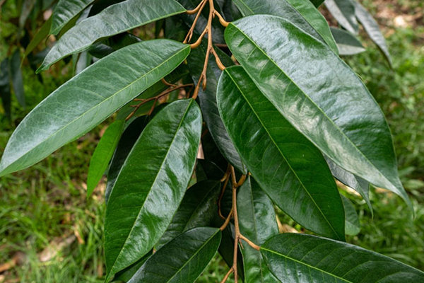 La-va-dac-tinh-thuc-vat-hoc-cua-cay-sau-rieng