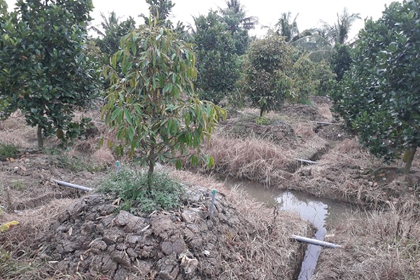 Trong-sau-rieng-tren-dat-phen-Cho-hay-khong