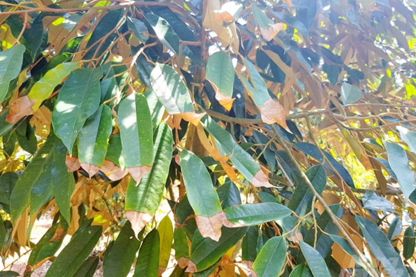 Bon-humic-cho-sau-rieng-bi-chay-la