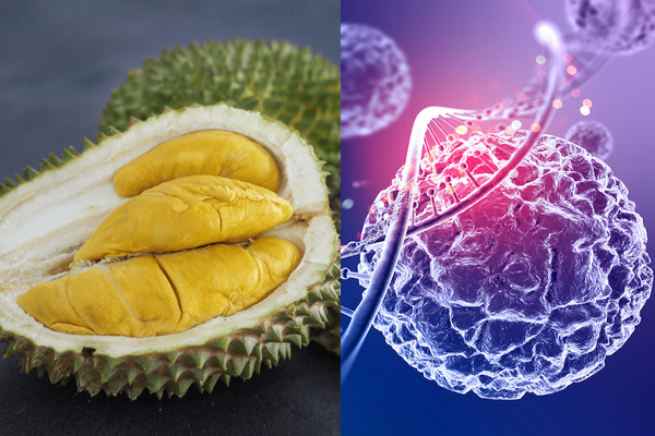 Loi-ich-cua-sau-rieng-Giam-nguy-co-ung-thu
