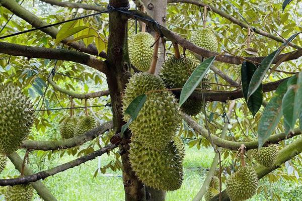 Gia-sau-rieng-Daklak-thang-9-nam-2023-.-Nhung-yeu-to-anh-huong-den-gia-sau-rieng