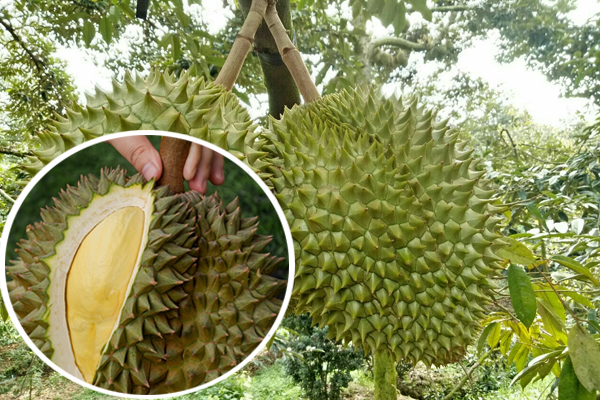 Cach-vo-com-sau-rieng-len-mau-com-tot-hon-sau-nhung-dot-mua-keo-dai