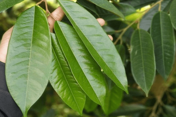 Cach-giu-la-sau-rieng-xanh-va-khoe-manh