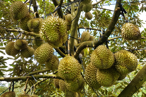 Quy-trinh-canh-tac-dac-diem-sau-rieng-Ri6