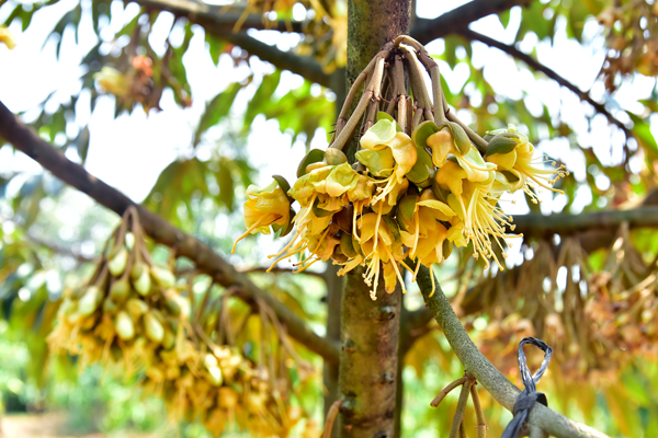 Bon-humic-cho-sau-rieng-de-duong-hoa