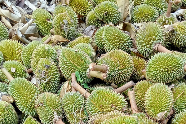 Giai-phap-khac-phuc-sau-rieng-rung-trai-non