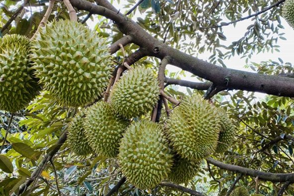 Cach-cham-soc-sau-rieng-Ri6-dung-ky-thuat-nang-suat-cao