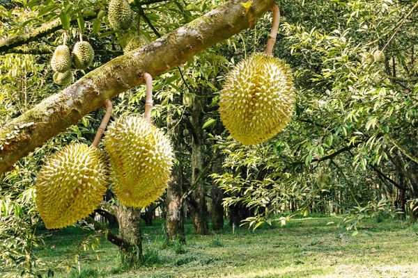 Quy-trinh-canh-tac-dac-diem-sau-rieng-Ri6