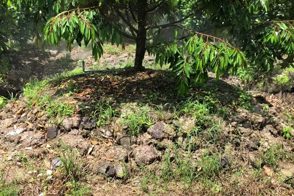 Giai-phap-nang-cao-hieu-qua-bon-humic-cho-sau-rieng