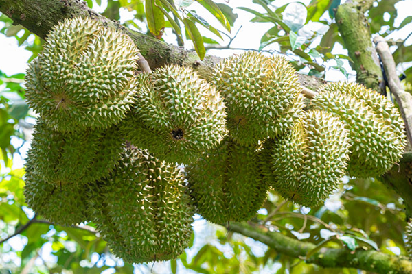 Qua-va-dac-tinh-thuc-vat-hoc-cua-cay-sau-rieng