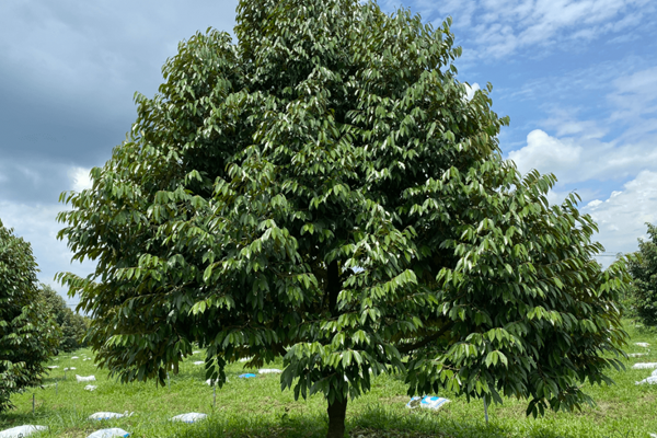 Dac-tinh-thuc-vat-hoc-cua-cay-sau-rieng-Nhiet-do