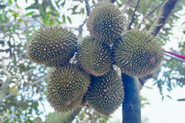 gia-doan-trai-non-mua-sau-rieng