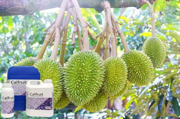 phan-bon-la-calfruit