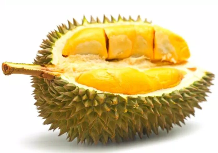 Sau-rieng-Cai-Mon-–-dac-san-lam-rang-danh-xu-dua