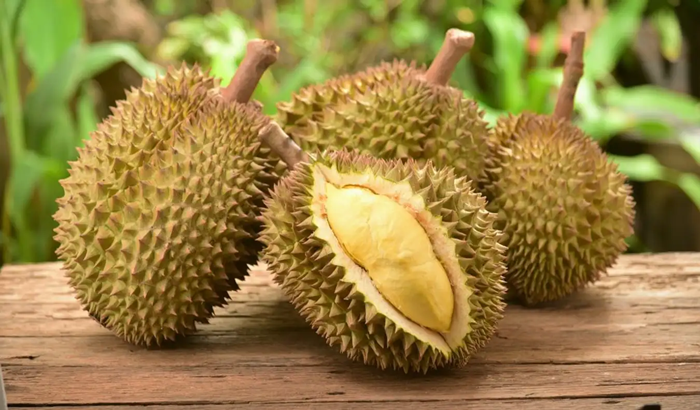 Sầu riêng Cái Mơn có mùi thơm dịu và vị ngọt béo 