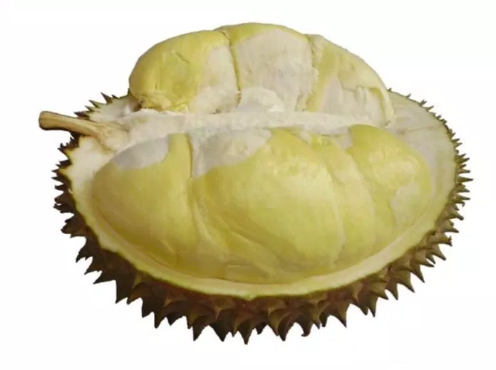 Sau-rieng-Monthong-duoc-ua-chuong-khong-thua-kem-Ri-6-va-la-giong-duy-nhat-dung-lam-sau-rieng-say-.