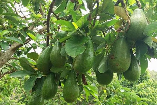 Cách trồng bơ Đắk Lắk