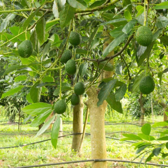 Chăm sóc cây bơ sau khi trồng là bước quan trọng để cây phát triển khỏe mạnh và đạt năng suất cao 